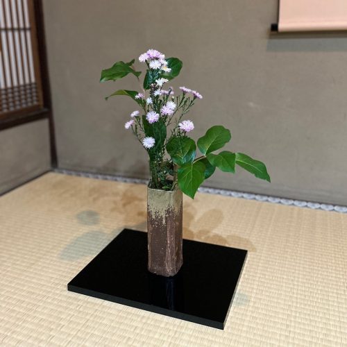 Tea flower Japanese Asters