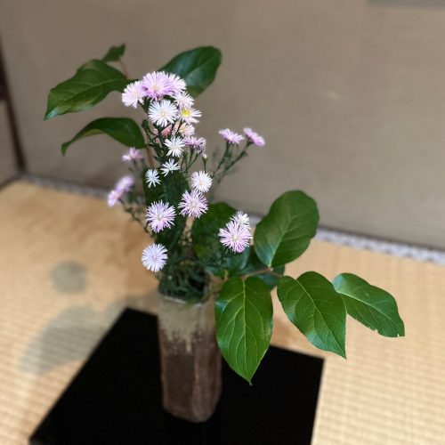Tea flower Japanese Asters